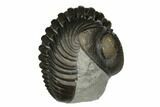 Curled Eldredgeops Trilobite - Sylvania, Ohio #175639-4